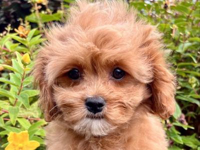 Poochon puppies in Cavan