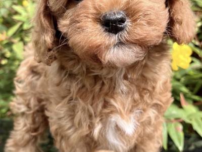 Poochon puppies in Cavan