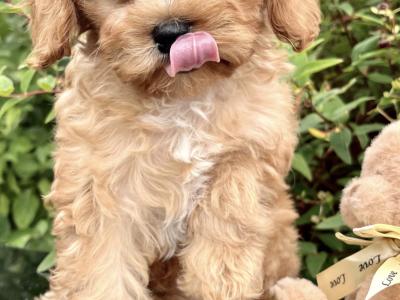 Poochon puppies in Cavan