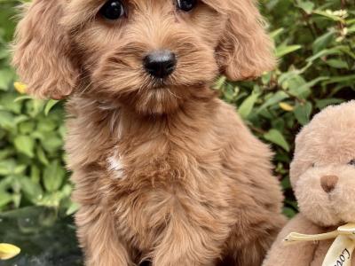 Poochon puppies in Cavan