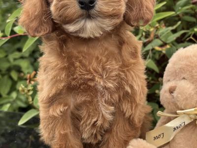 Poochon puppies in Cavan