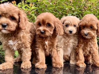 Poochon puppies in Cavan