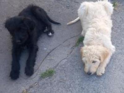 Goldendoodle x Irish Doodle puppies in Tipperary