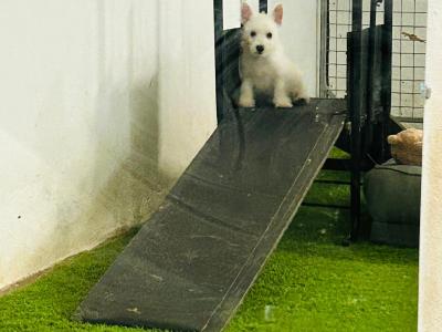 Kc Reg West Highland Terrier puppies in Fermanagh
