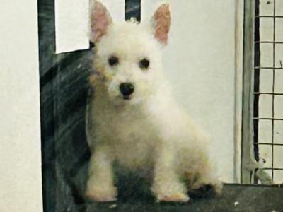 Kc Reg West Highland Terrier  1 x male puppy