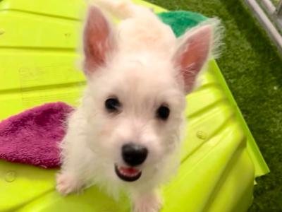 Kc Reg West Highland Terrier  1 x male puppy