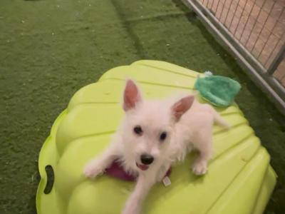 Kc Reg West Highland Terrier  1 x male puppy