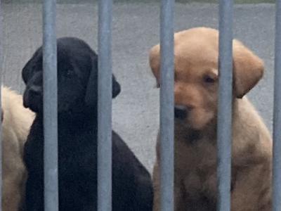 IKC Registered (pending) Labrador puppies with excellent pedigree in Clare
