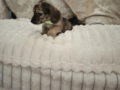 IKC Registered (pending) miniature long coat Dachshund puppies in Kildare