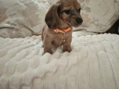 IKC Registered (pending) miniature long coat Dachshund puppies in Kildare