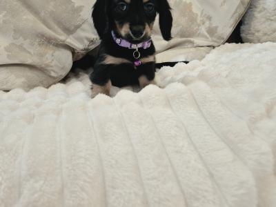 IKC Registered (pending) miniature long coat Dachshund puppies in Kildare