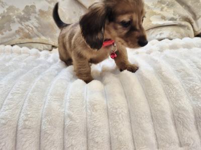 IKC Registered (pending) miniature long coat Dachshund puppies in Kildare