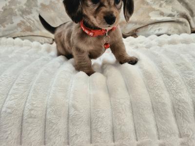 IKC Registered (pending) miniature long coat Dachshund puppies in Kildare