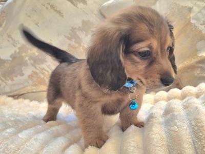 IKC Registered miniature long coat Dachshund puppies in Kildare