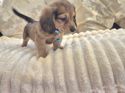 IKC Registered (pending) miniature long coat Dachshund puppies in Kildare
