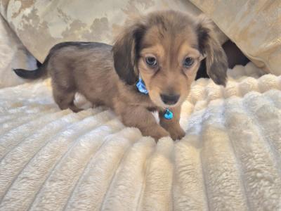 IKC Registered (pending) miniature long coat Dachshund puppies in Kildare