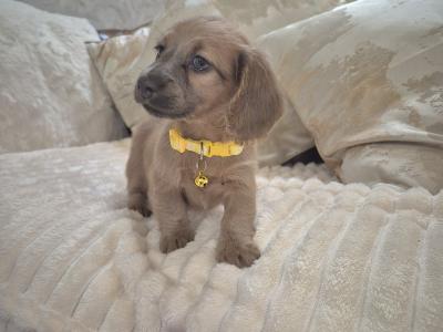 IKC Registered (pending) miniature long coat Dachshund puppies in Kildare