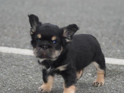 2 male fluffy French Bulldog puppies in Laois