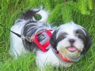 Max is a loving Black & White male Shih Tzu puppy in Dublin