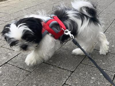 Max is a loving Black & White male Shih Tzu puppy in Dublin
