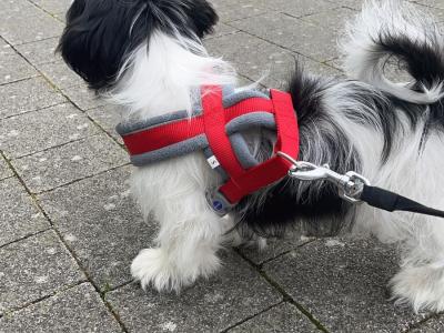 Max is a loving Black & White male Shih Tzu puppy in Dublin