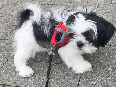 Max is a loving Black & White male Shih Tzu puppy in Dublin