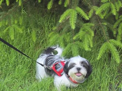 Max is a loving Black & White male Shih Tzu puppy in Dublin
