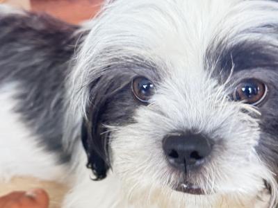 Max is a loving Black & White male Shih Tzu puppy in Dublin