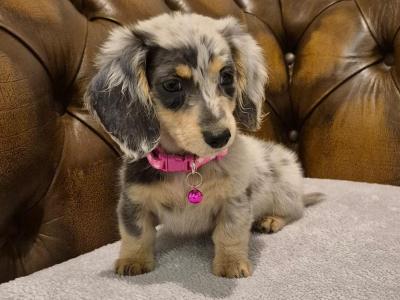 IKC Registered (pending) miniature long coat Dachshund puppies in Kildare