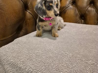 IKC Registered (pending) miniature long coat Dachshund puppies in Kildare
