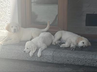 Two Golden Retriever puppies for sale Kilkenny