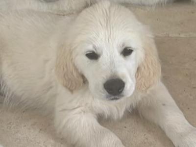 Two Golden Retriever puppies for sale Kilkenny