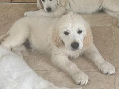 Two Golden Retriever puppies for sale Kilkenny