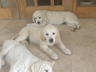 Two Golden Retriever puppies for sale Kilkenny