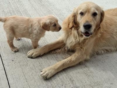 Female Golden Retriever puppies in Kilkenny are ready for their Forever Homes