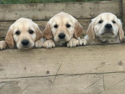 Female Golden Retriever puppies in Kilkenny are ready for their Forever Homes