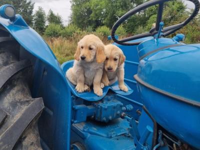 Female Golden Retriever puppies in Kilkenny are ready for their Forever Homes