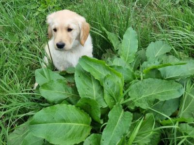 Female Golden Retriever puppies in Kilkenny are ready for their Forever Homes