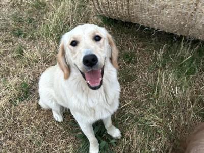 Female Golden Retriever puppies in Kilkenny are ready for their Forever Homes