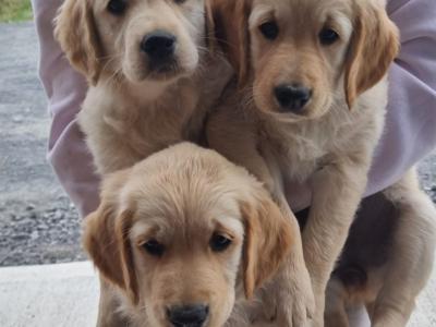 Female Golden Retriever puppies in Kilkenny are ready for their Forever Homes