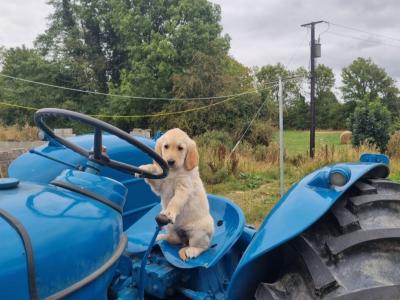 Female Golden Retriever puppies in Kilkenny are ready for their Forever Homes