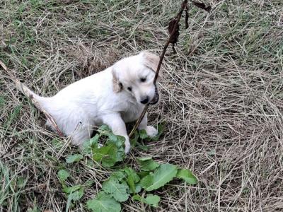 Female Golden Retriever puppies in Kilkenny are ready for their Forever Homes