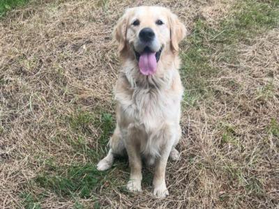 Female Golden Retriever puppies in Kilkenny are ready for their Forever Homes