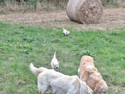 Female Golden Retriever puppies in Kilkenny are ready for their Forever Homes