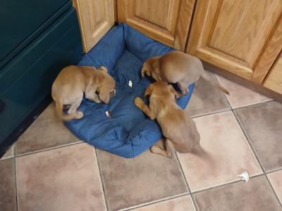 Fox Red Labrador puppies in Clare