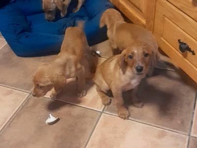Fox Red Labrador puppies in Clare