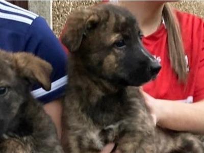 Bernese Mountain Dog x Dutch Shepherd puppies in Cork