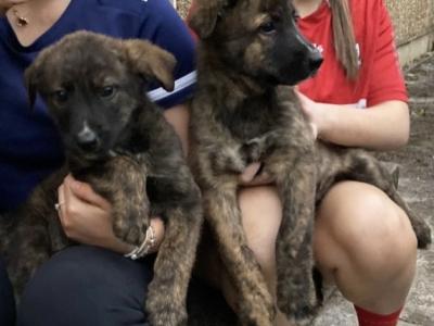Bernese Mountain Dog x Dutch Shepherd puppies in Cork