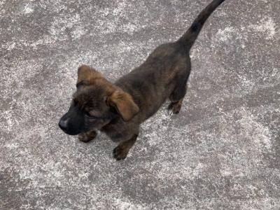 Bernese Mountain Dog x Dutch Shepherd puppies in Cork