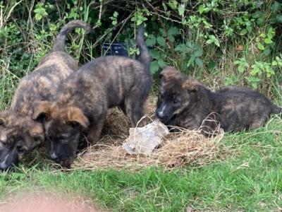 Bernese Mountain Dog x Dutch Shepherd puppies in Cork